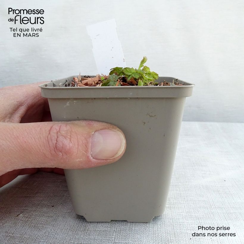 Example of Geum Cocktail Alabama Slammer - Nagelkruid Kweekpotje van 8/9 cm as you get in hiver