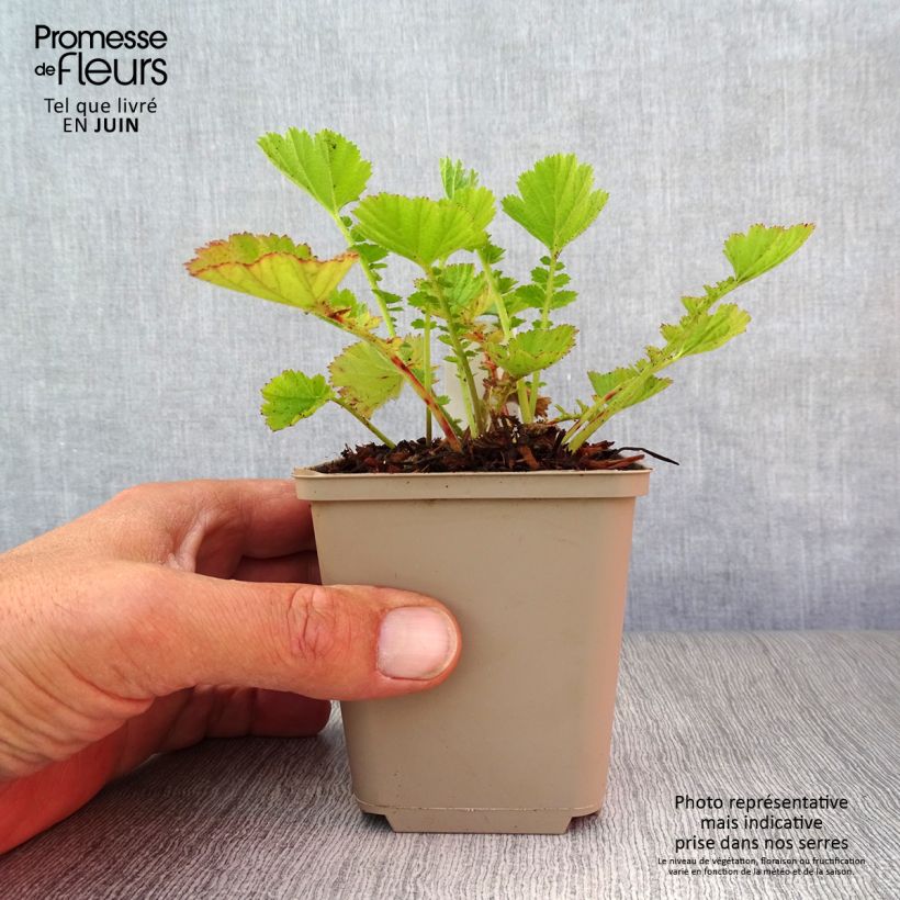 Exemplaar van Geum Dolly North - Nagelkruid Kweekpotje van 8/9 cm zoals geleverd in de zomer