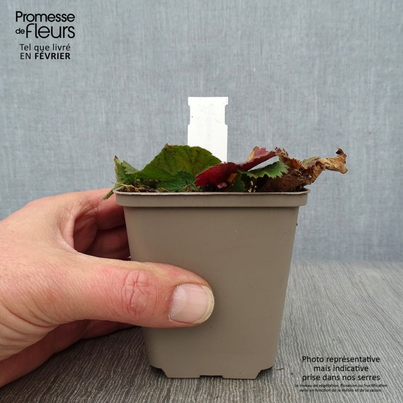 Example of Benoîte Sigiswang Kweekpotje van 8/9 cm as you get in hiver