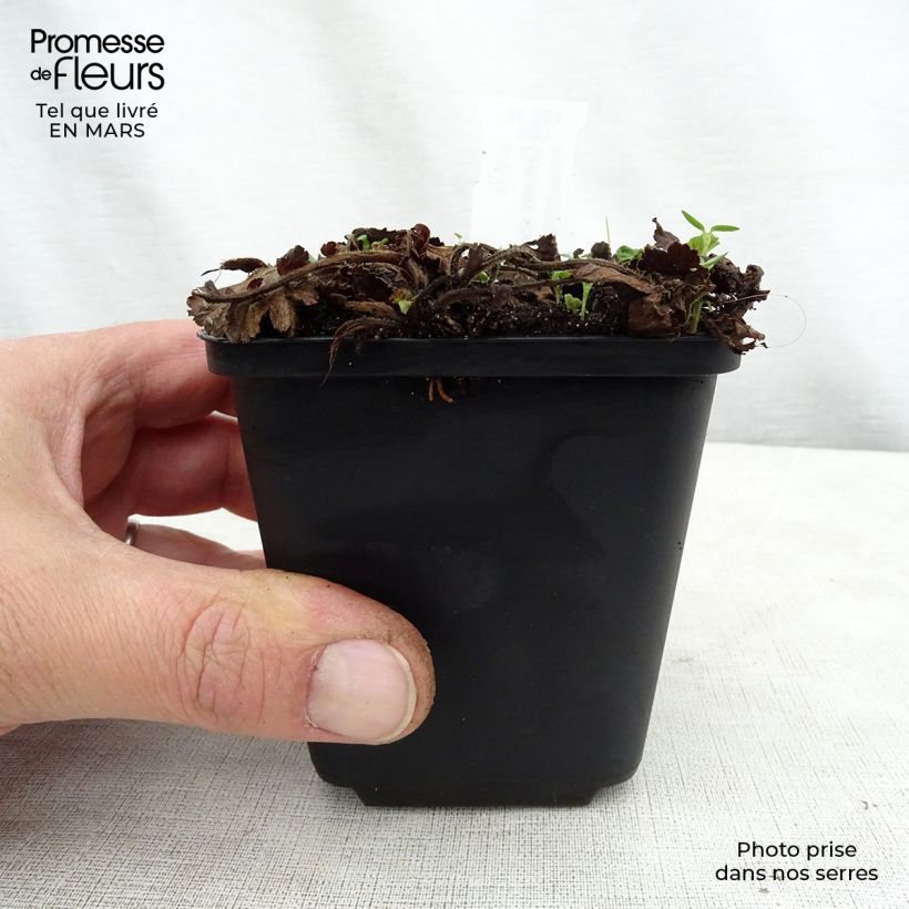 Exemplaar van Geum rivale Album - Knikkend nagelkruid Kweekpotje van 8/9 cm zoals geleverd in de lente