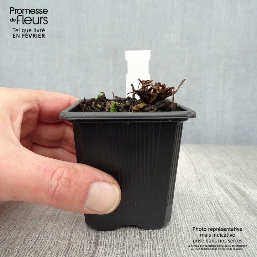 Example of Benoîte des rives Coppertone Kweekpotje van 8/9 cm as you get in hiver