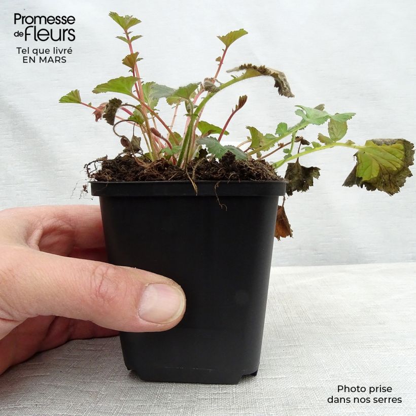 Example of Geum rivale - Knikkend nagelkruid Kweekpotje van 8/9 cm as you get in hiver