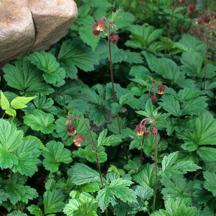 Geum rivale - Knikkend nagelkruid (Groeiplaats)