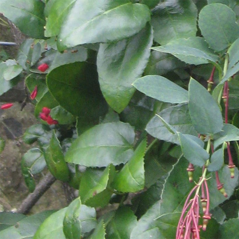 Berberidopsis corallina - Plante corail (Blad)