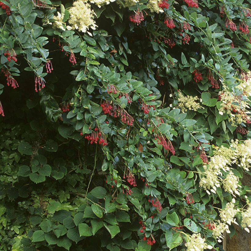Berberidopsis corallina - Plante corail (Groeiplaats)