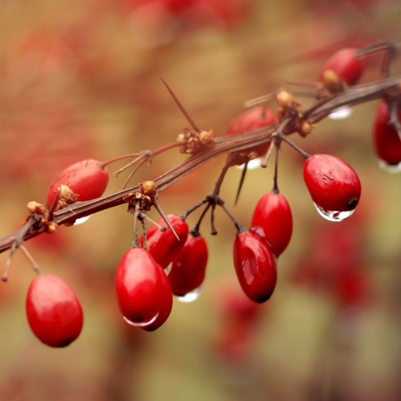 Berberis thunbergii Orange Ice - Japanse berberis (Oogst)