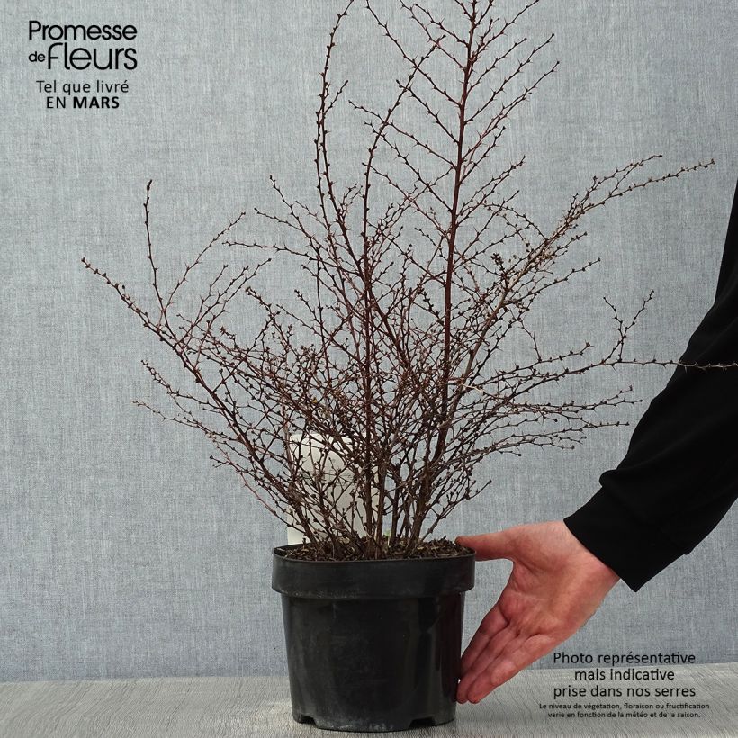 Example of Berberis thunbergii Golden Dream - Épine-vinette Pot van 2 l/3 l as you get in hiver
