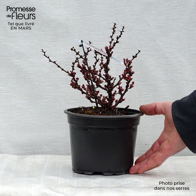 Exemplaar van Berberis thunbergii Bagatelle - Japanse berberis Pot van 2 l/3 l zoals geleverd in de lente
