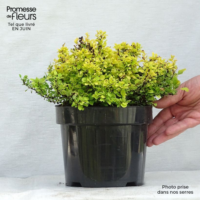 Exemplaar van Berberis thunbergii Tiny Gold - Japanse berberis Pot van 2 l/3 l zoals geleverd in de zomer