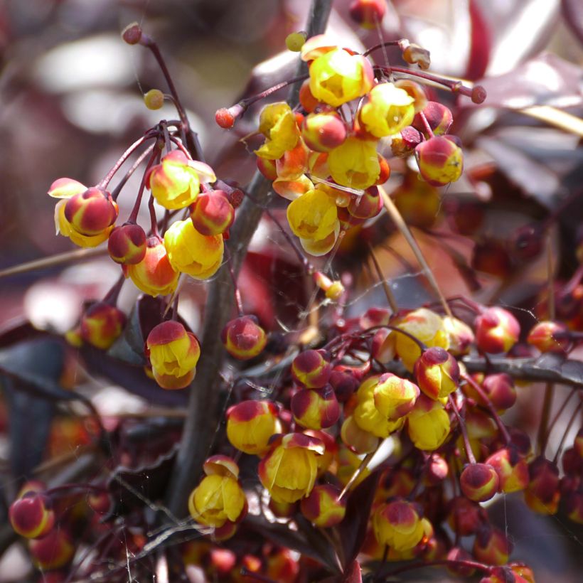 Berberis Thunderbolt - Japanse berberis (Flowering)
