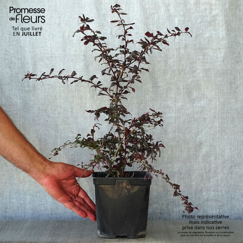 Exemplaar van Berberis Thunderbolt - Japanse berberis Pot van 2 l/3 l zoals geleverd in de zomer