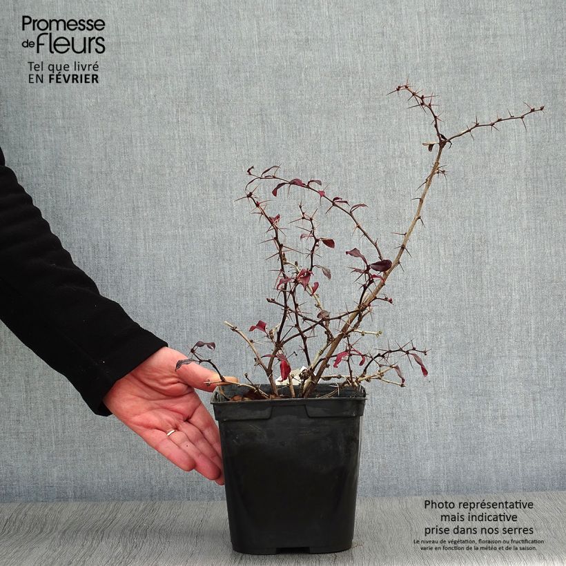 Example of Berberis Thunderbolt® - Epine-vinette Pot van 2 l/3 l as you get in hiver