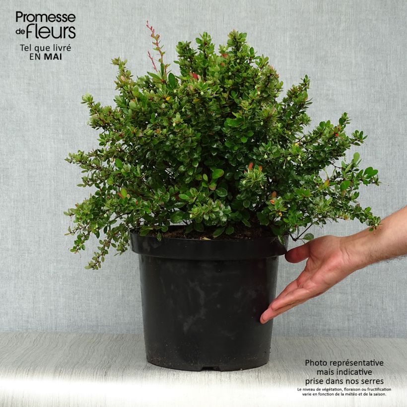 Exemplaar van Berberis buxifolia Nana - Zuurbes Pot van 7,5 l/10 l zoals geleverd in de lente