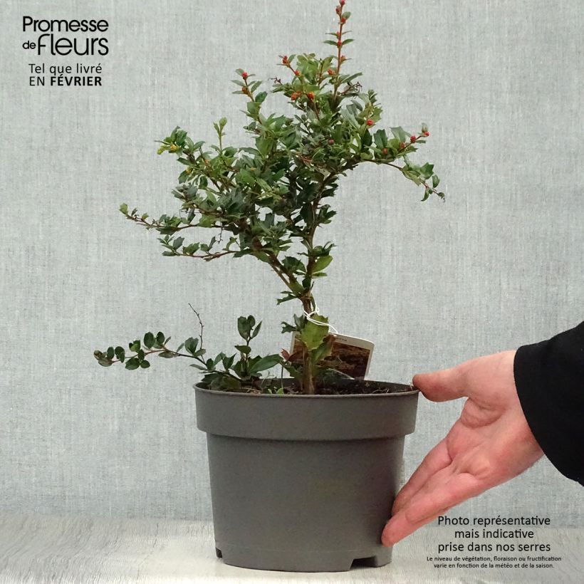 Example of Berberis darwinii - Darwinszuurbes Pot van 2 l/3 l as you get in hiver