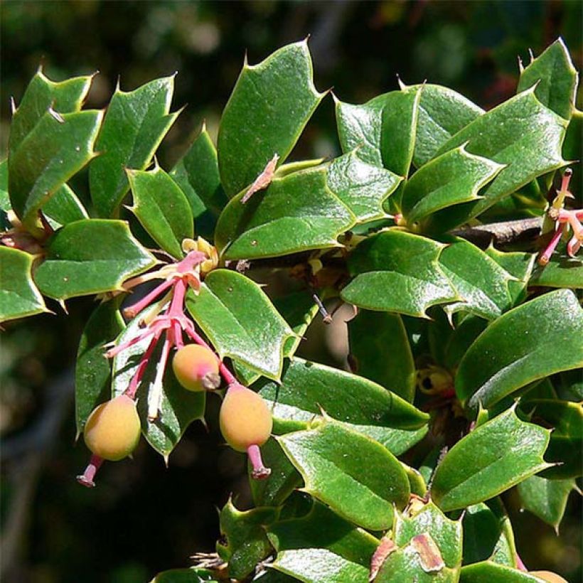 Berberis darwinii - Darwinszuurbes (Foliage)