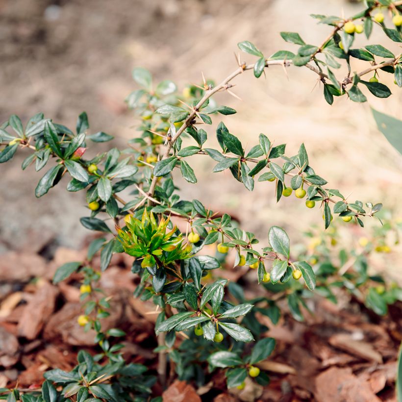 Berberis darwinii Compacta - Darwinszuurbes (Groeiplaats)