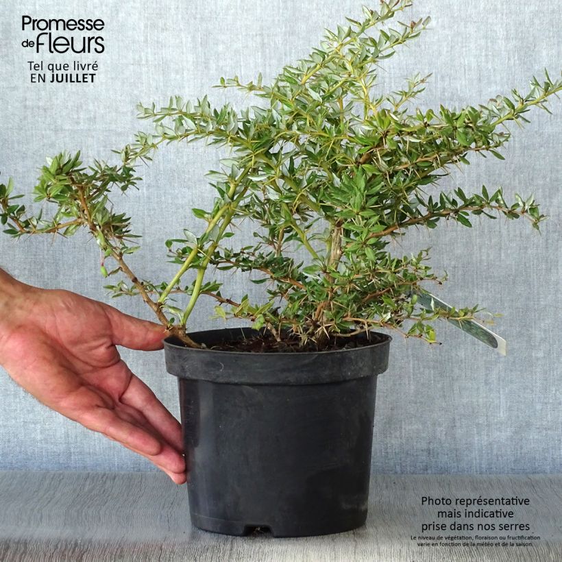 Exemplaar van Berberis frikartii Amstelveen - Zuurbes Pot van 2 l/3 l zoals geleverd in de zomer