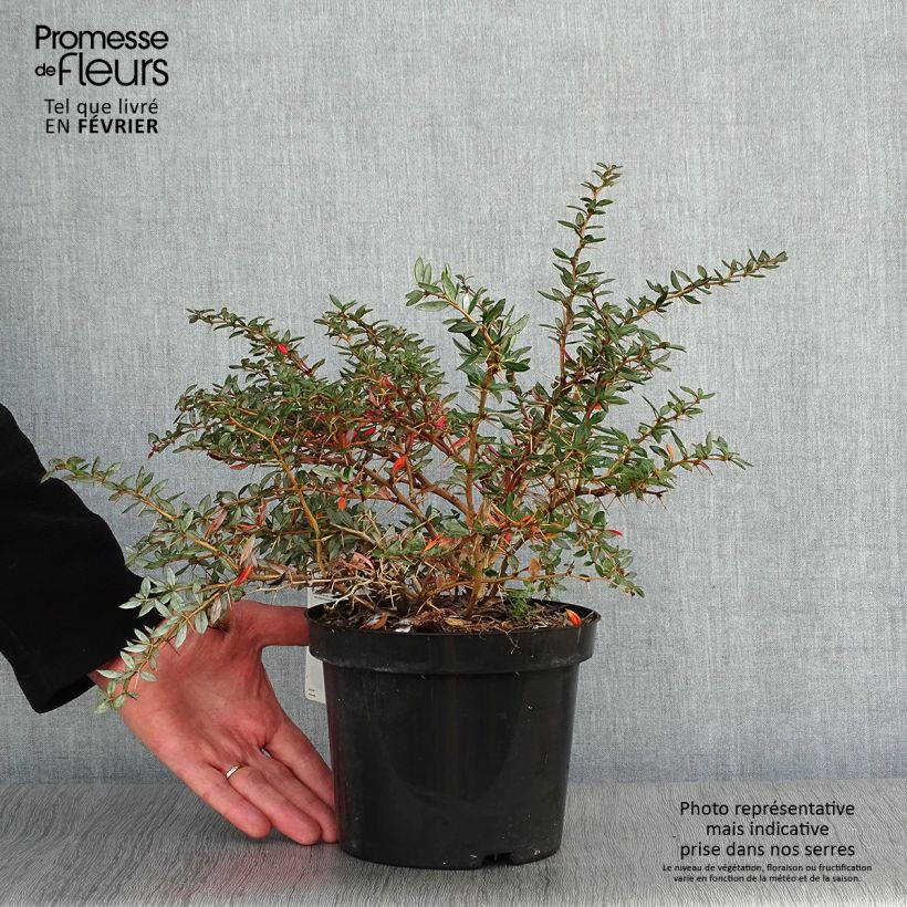 Example of Berberis frikartii Amstelveen - Epine-vinette de Frikart. Pot van 2 l/3 l as you get in hiver