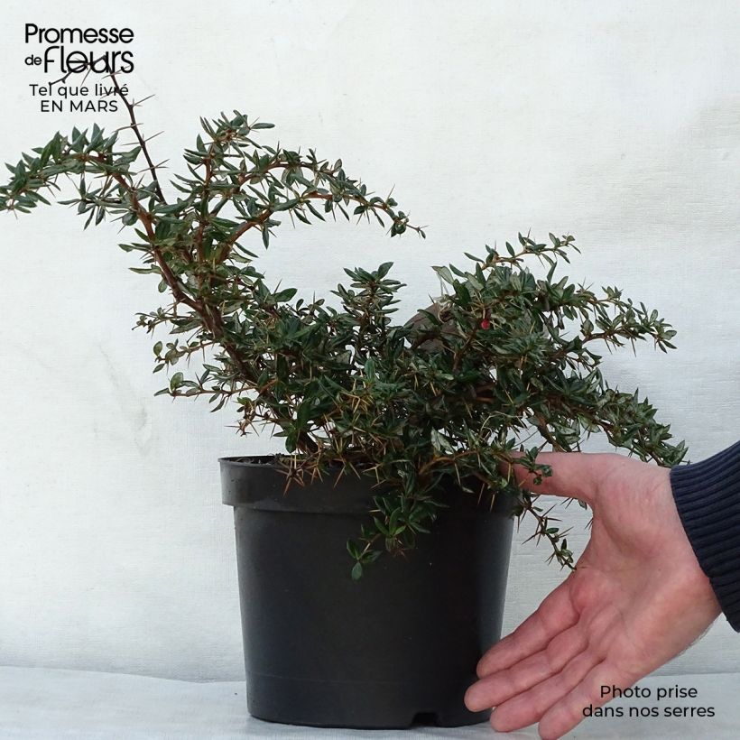 Example of Berberis hybrido-gagnepainii Chenaultii - Épine-vinette Pot van 2 l/3 l as you get in printemps