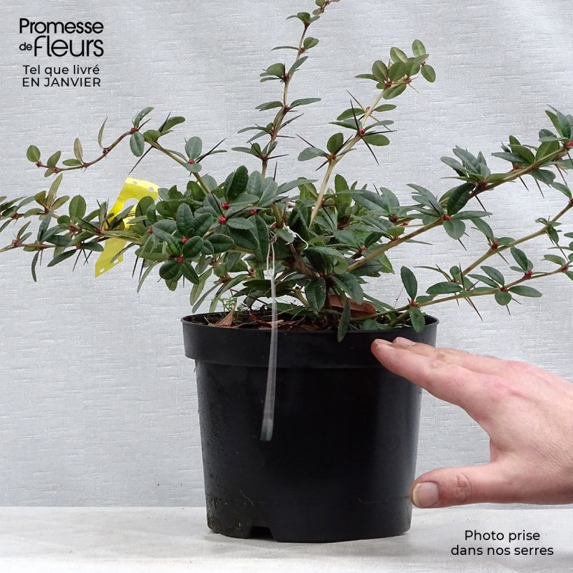 Example of Berberis julianae - Zuurbes Pot van 2 l/3 l as you get in hiver