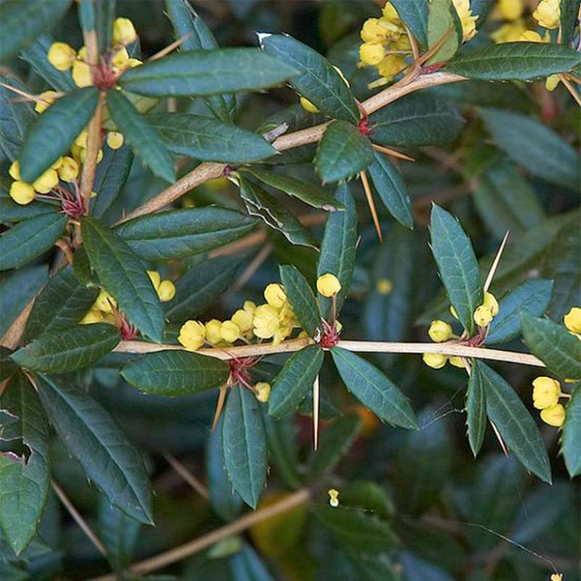 Berberis julianae - Zuurbes (Foliage)