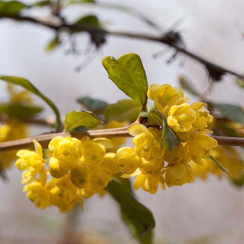 Berberis julianae - Zuurbes (Flowering)