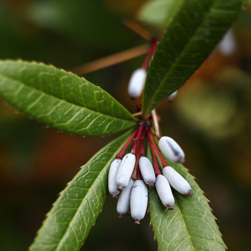 Berberis julianae - Zuurbes (Oogst)