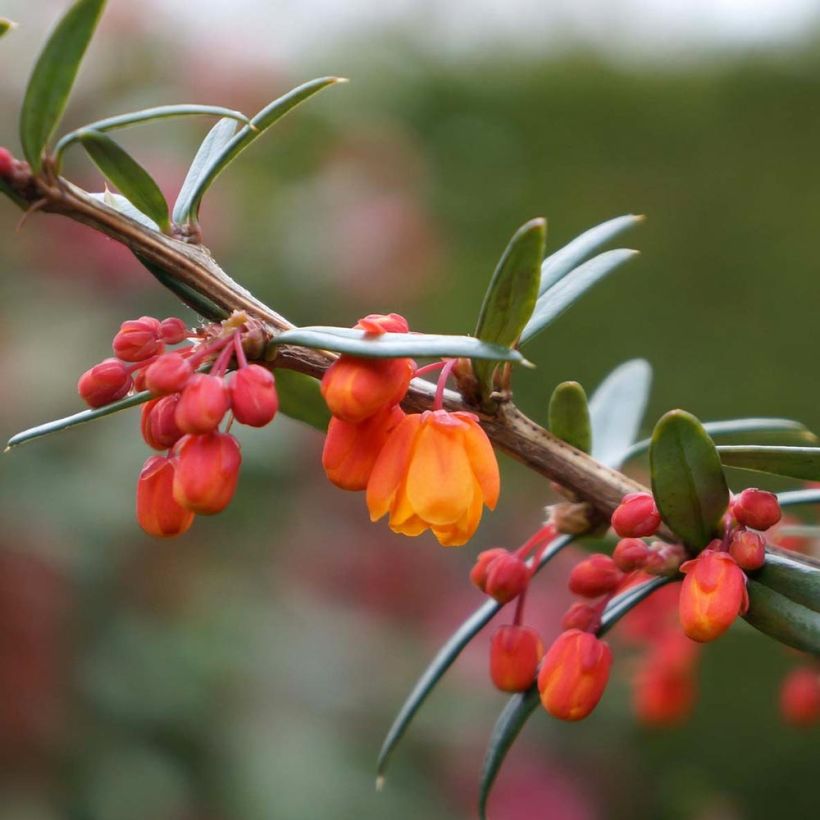 Berberis linearifolia Orange King - Zuurbes (Flowering)