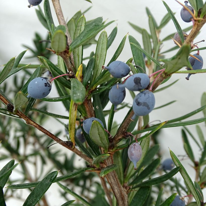 Berberis linearifolia Orange King - Zuurbes (Harvest)