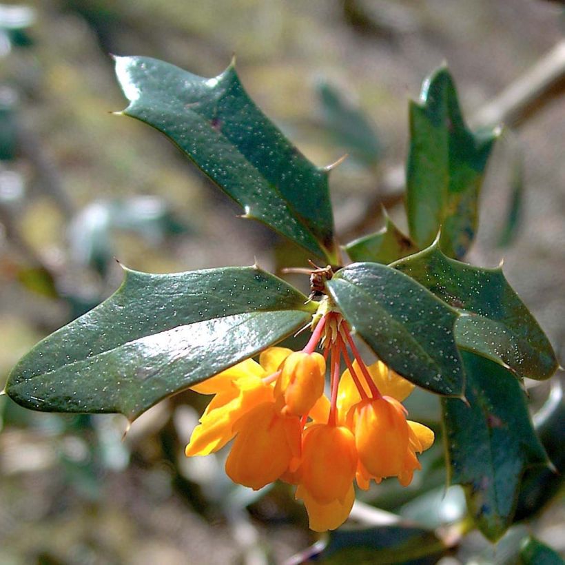 Berberis lologensis Apricot Queen - Zuurbes (Foliage)