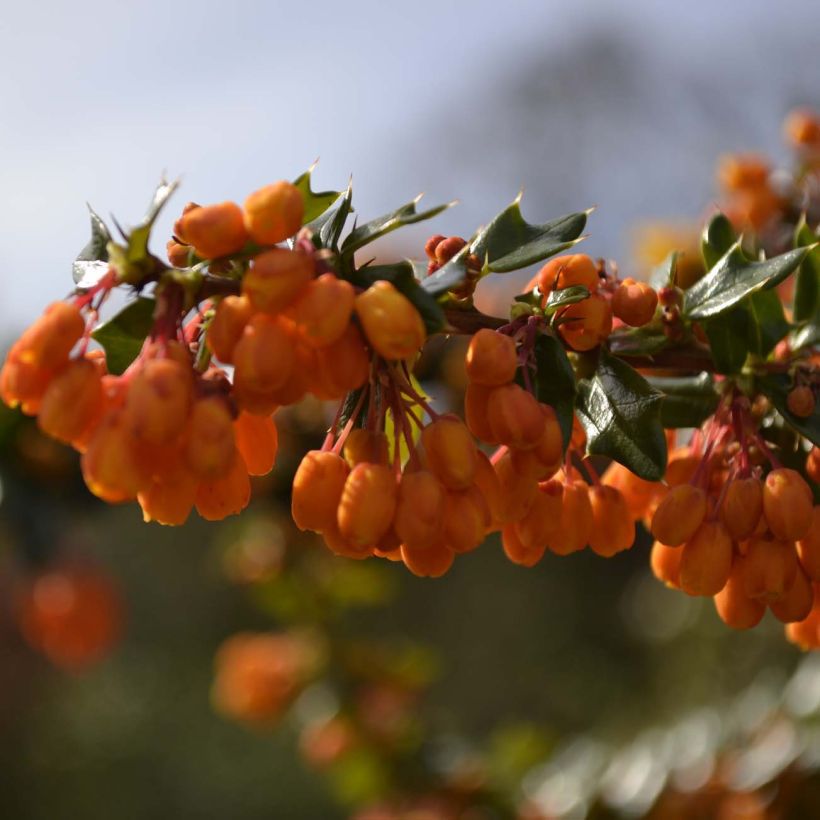 Berberis lologensis Apricot Queen - Zuurbes (Flowering)