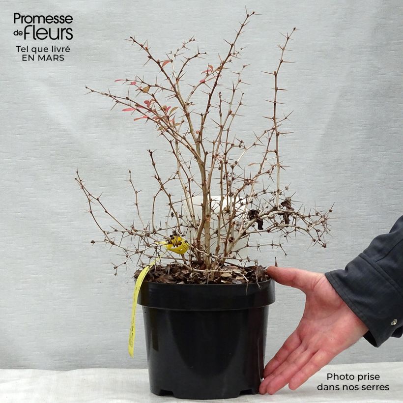 Exemplaar van Berberis media Dual Jewel - Zuurbes Pot van 2 l/3 l zoals geleverd in de lente