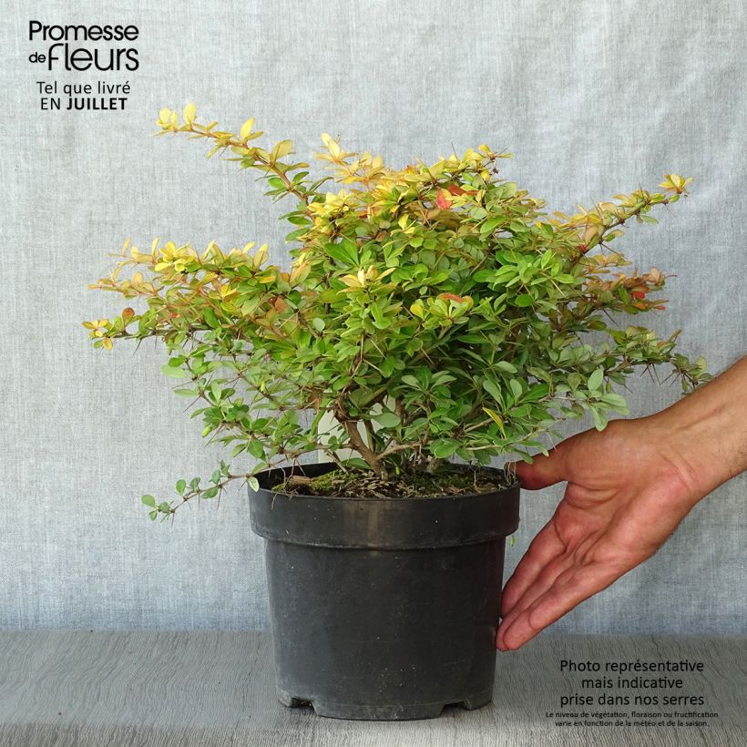 Exemplaar van Berberis media Dual Jewel - Zuurbes Pot van 2 l/3 l zoals geleverd in de zomer