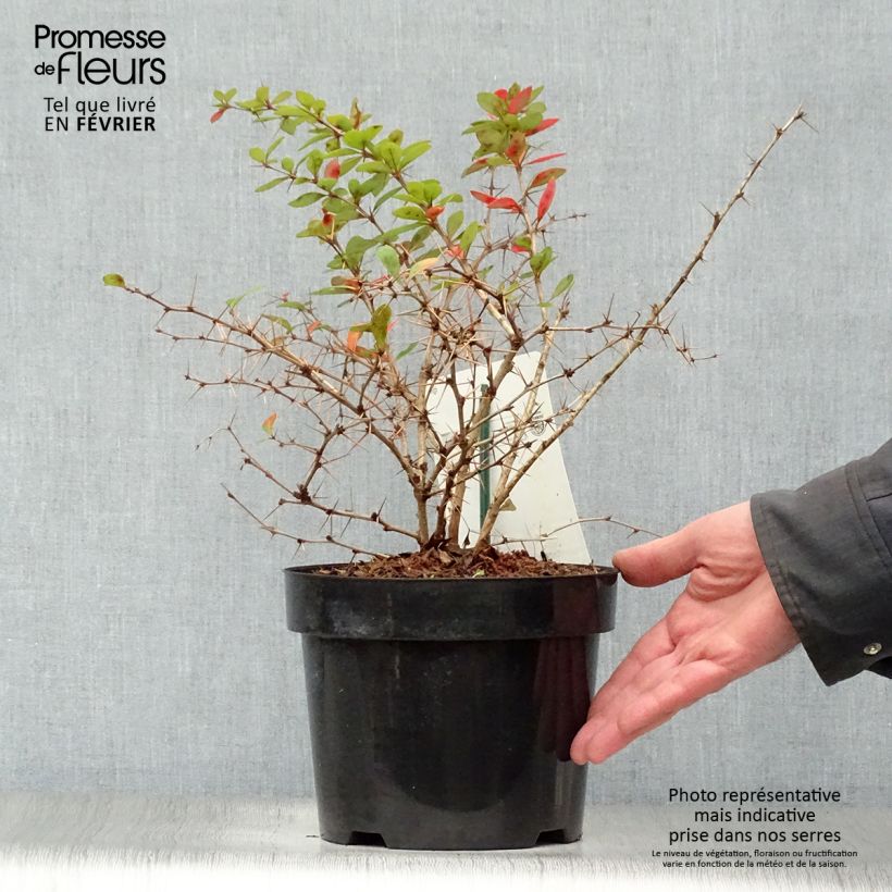 Example of Berberis media Dual Jewel – Epine vinette Pot van 2 l/3 l as you get in hiver