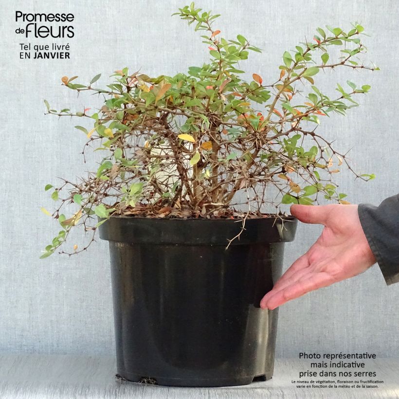 Example of Berberis media Dual Jewel – Epine vinette Pot van 7,5 l/10 l as you get in hiver