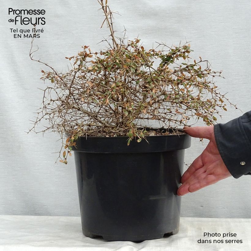 Exemplaar van Berberis media Dual Jewel - Zuurbes Pot van 7,5 l/10 l zoals geleverd in de lente