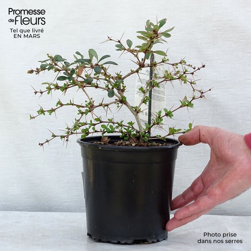 Example of Berberis media Parkjuweel - Épine vinette Pot van 2 l/3 l as you get in hiver