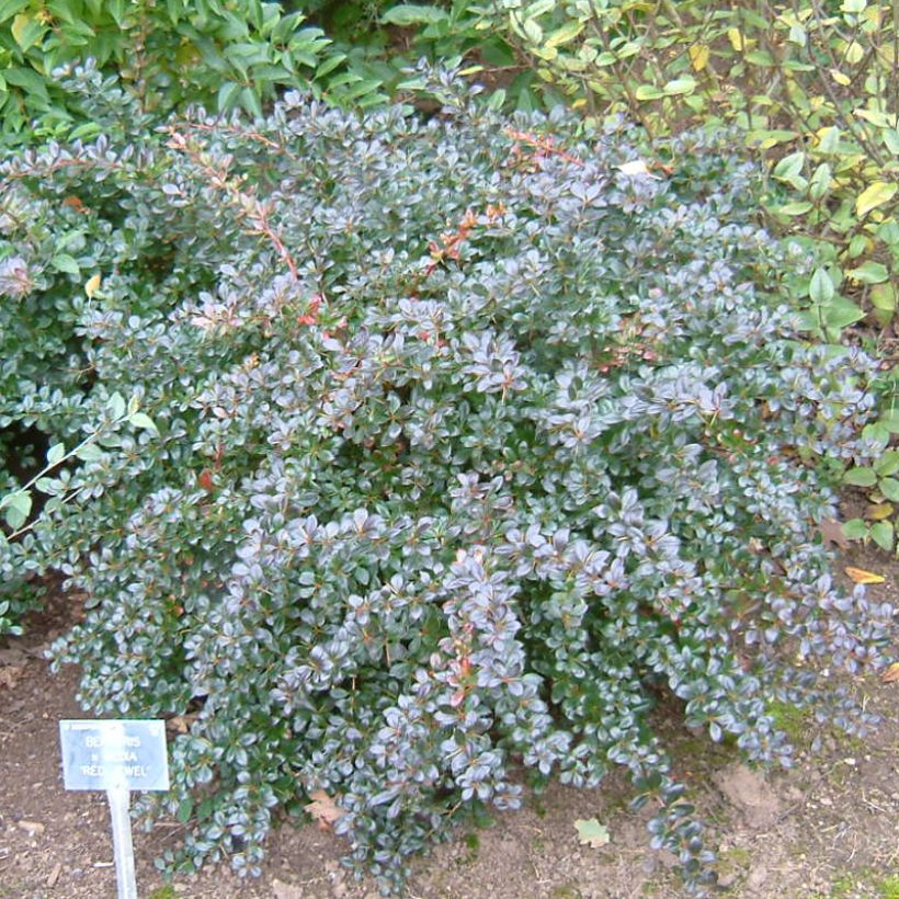 Berberis media Red Jewel - Zuurbes (Plant habit)