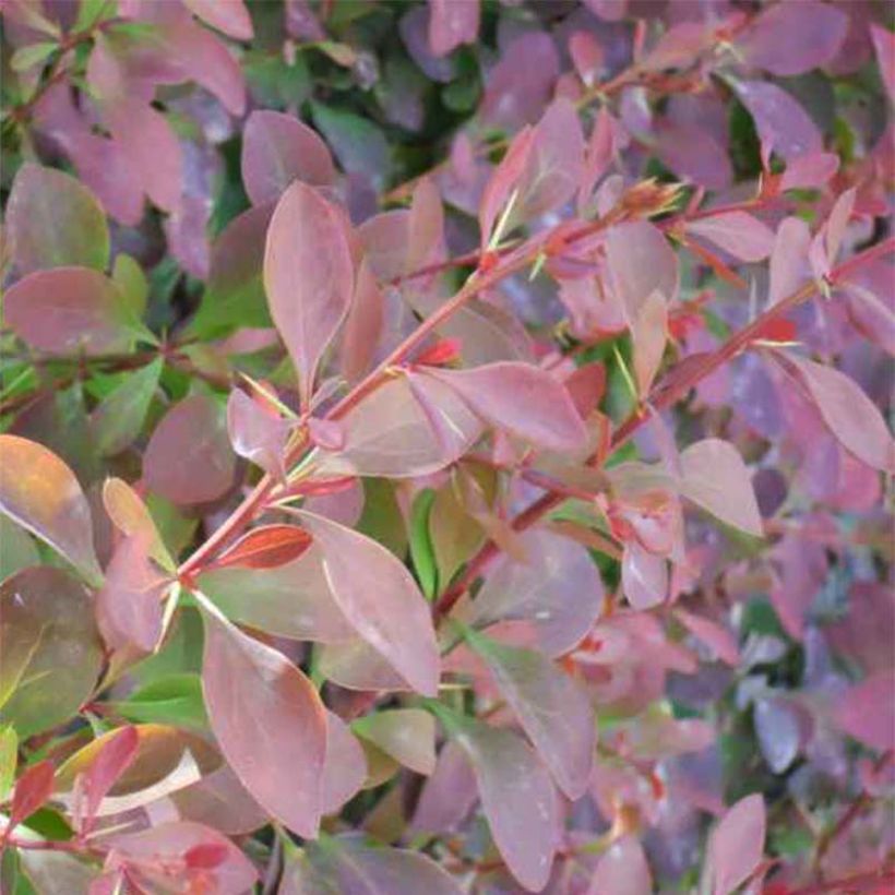 Berberis ottawensis Auricoma - Zuurbes Auricoma (Foliage)