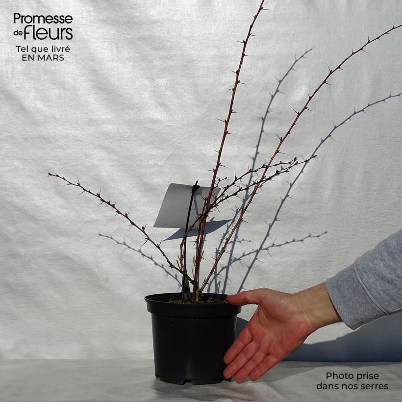 Exemplaar van Berberis ottawensis Auricoma - Zuurbes Auricoma Pot van 3 l/4 l zoals geleverd in de lente