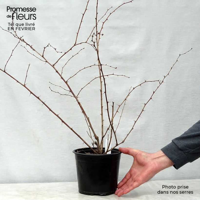 Example of Berberis ottawensis Superba - Epine-vinette Pot van 3 l/4 l as you get in hiver