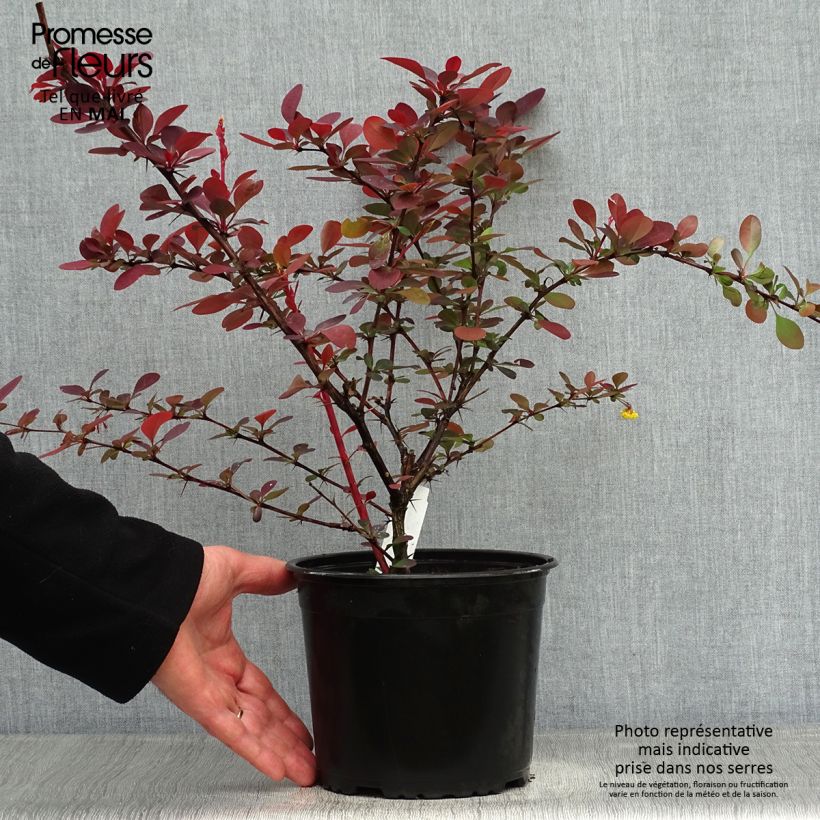 Exemplaar van Berberis ottawensis Superba - Zuurbes Pot van 3 l/4 l zoals geleverd in de lente