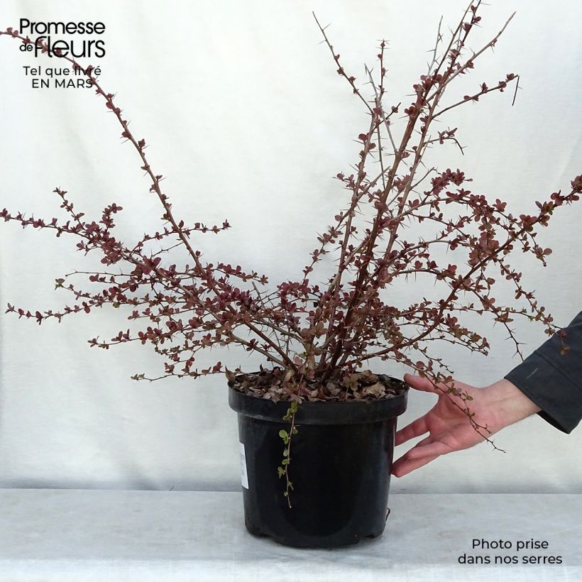 Example of Berberis ottawensis Superba - Epine-vinette Pot van 7,5 l/10 l as you get in hiver
