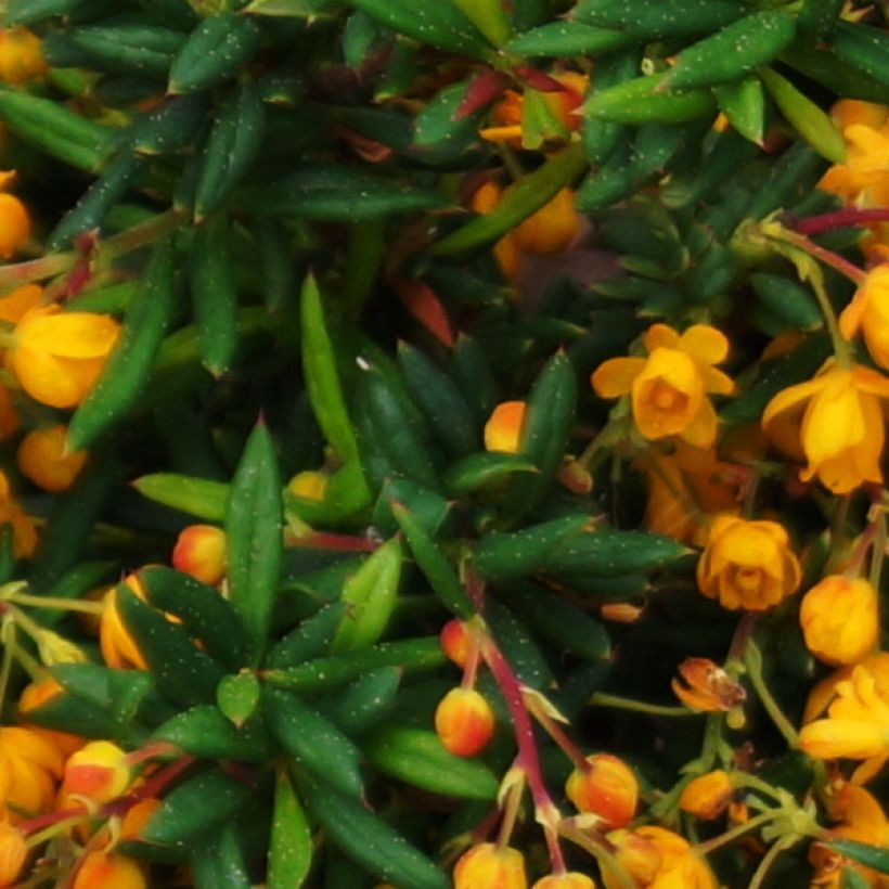 Berberis stenophylla Corallina Compacta - Zuurbes (Foliage)