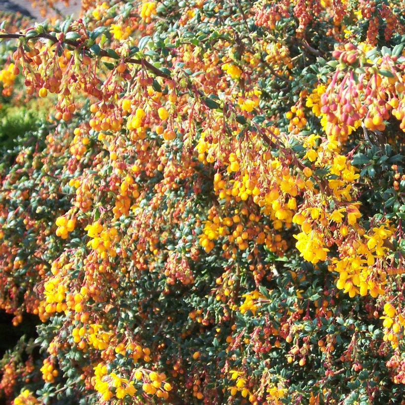 Berberis stenophylla Corallina Compacta - Zuurbes (Plant habit)