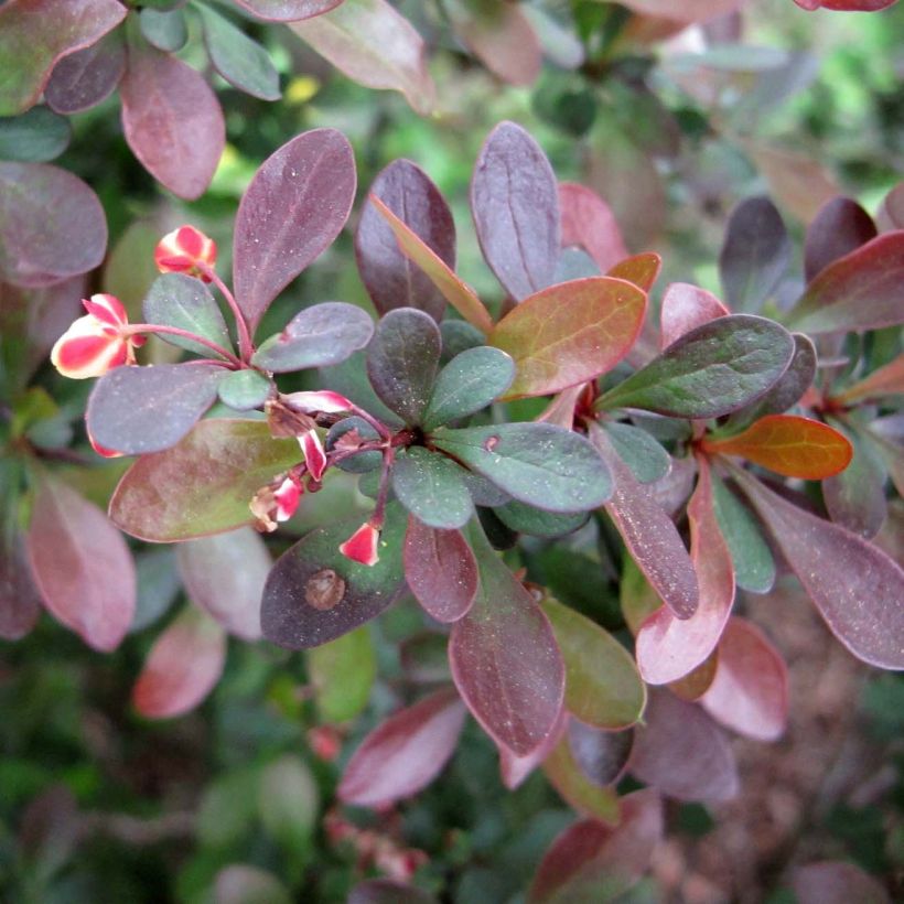 Berberis thunbergii - Japanse berberis (Foliage)