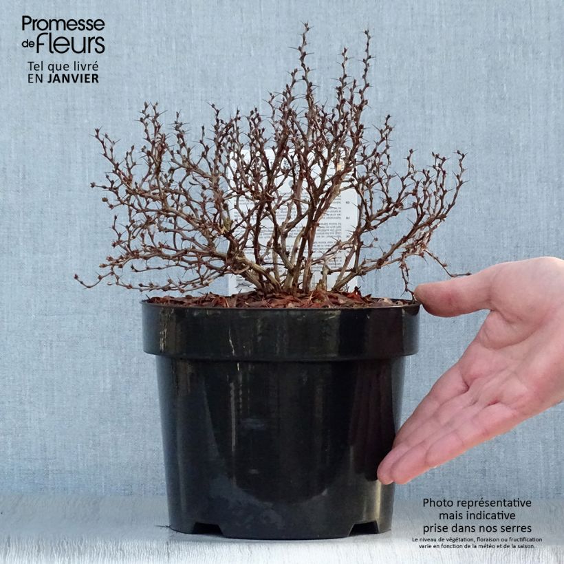 Example of Berberis thunbergii Admiration Pot van 2 l/3 l as you get in hiver