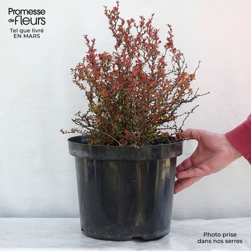 Example of Berberis thunbergii Admiration Pot van 7,5 l/10 l as you get in hiver