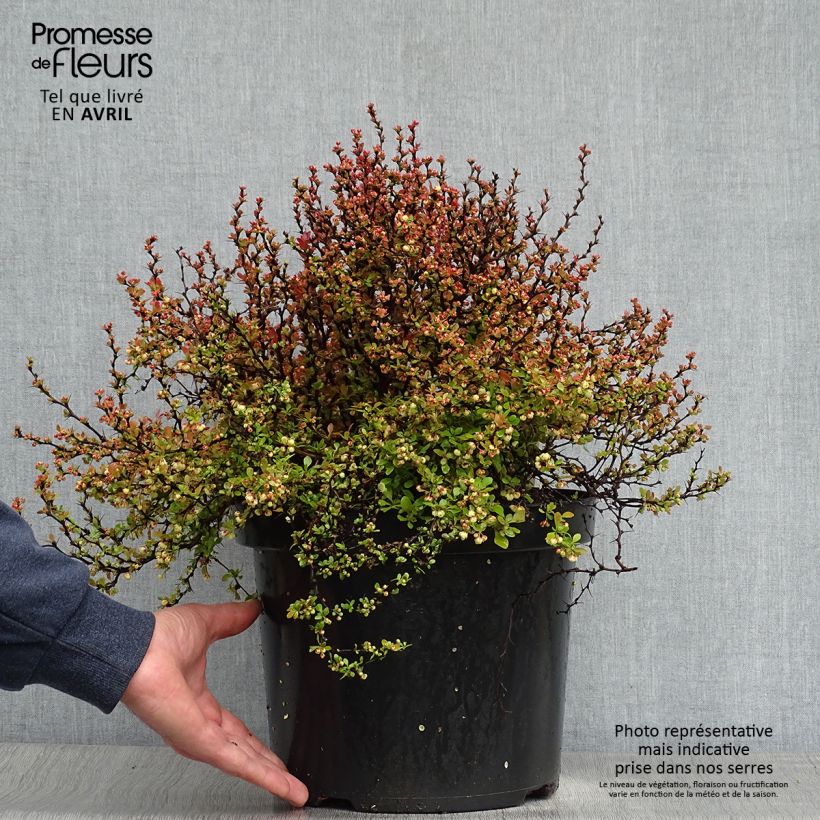 Exemplaar van Berberis thunbergii Admiration - Japanse berberis Pot van 7,5 l/10 l zoals geleverd in de lente
