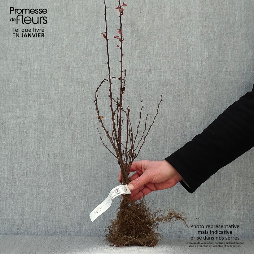 Example of Berberis thunbergii Atropurpurea - Japanse berberis Naakte wortel as you get in hiver